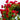 Paul's Scarlet | Climbing Rose | 4L Potted Rose (PRE ORDER DECEMBER '25)