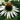 Echinacea purpurea 'White Swan' 9cm / 2L