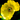 Papaver 'Moondance' 3L