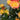 Rose Masquerade | Climbing Floribunda Rose | 4L Potted Rose (PRE ORDER DECEMBER '25)