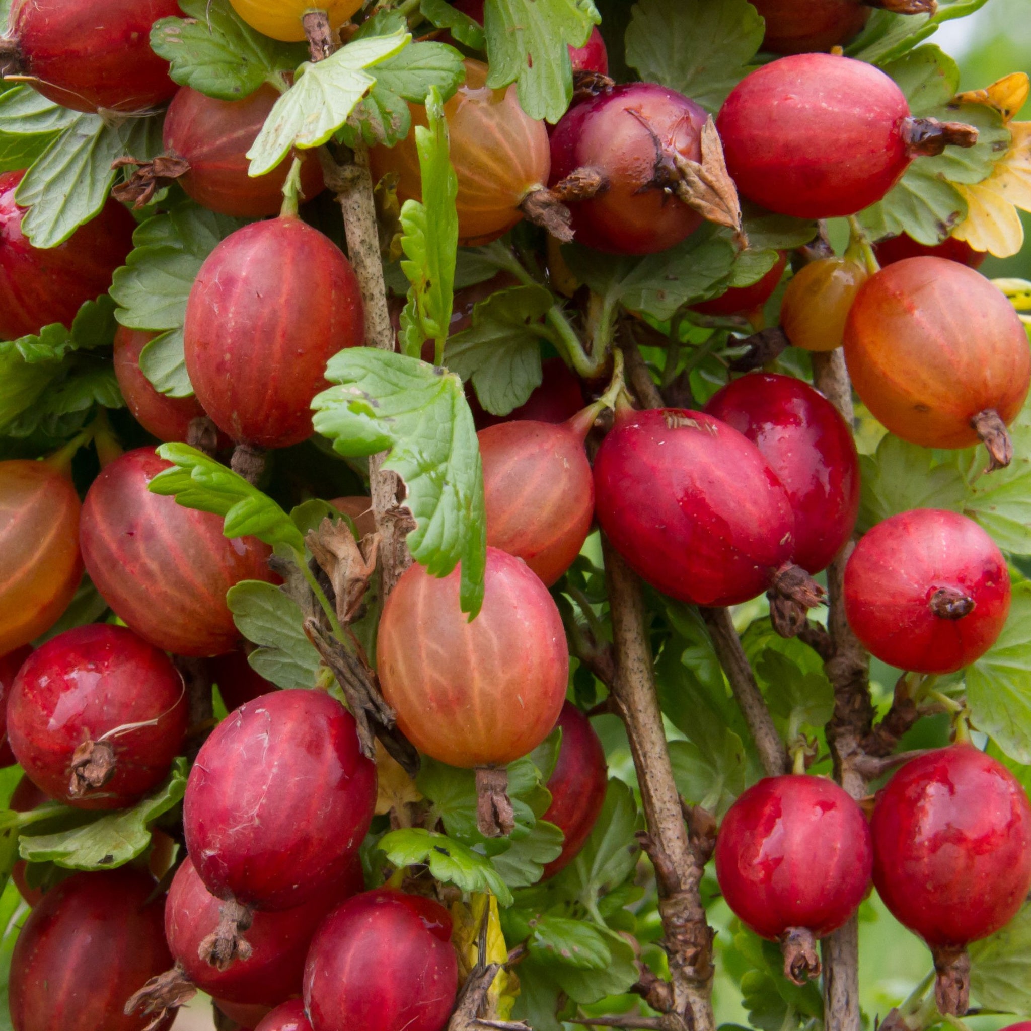 Gooseberry Ribes Gooseberry 'Ribes' Captivator 2L – Lincspplants