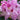 Rhododendron Delta 2L / 5L
