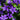 Campanula portenschlagiana 1L