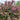 Syringa vulgaris (Lost Label) 5L
