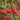 Crinodendron hookerianum 3L (60-70cm)