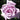 Twice in a Blue Moon Rose | Hybrid Tea | 4L Potted Rose (PRE ORDER DECEMBER '25)