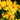 Coreopsis grandiflora 'Illico' 9cm/1.5L