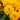 Coreopsis grandiflora Double the Sun 9cm-3L