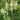 Camassia leichtlinii Alba 9cm Pot