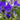 Platycodon grandiflora Astra Blue 9cm