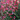 Salvia 'Hot Lips' 9cm/2L