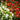 Begonia semperflorens (Tray of 20 Plants)