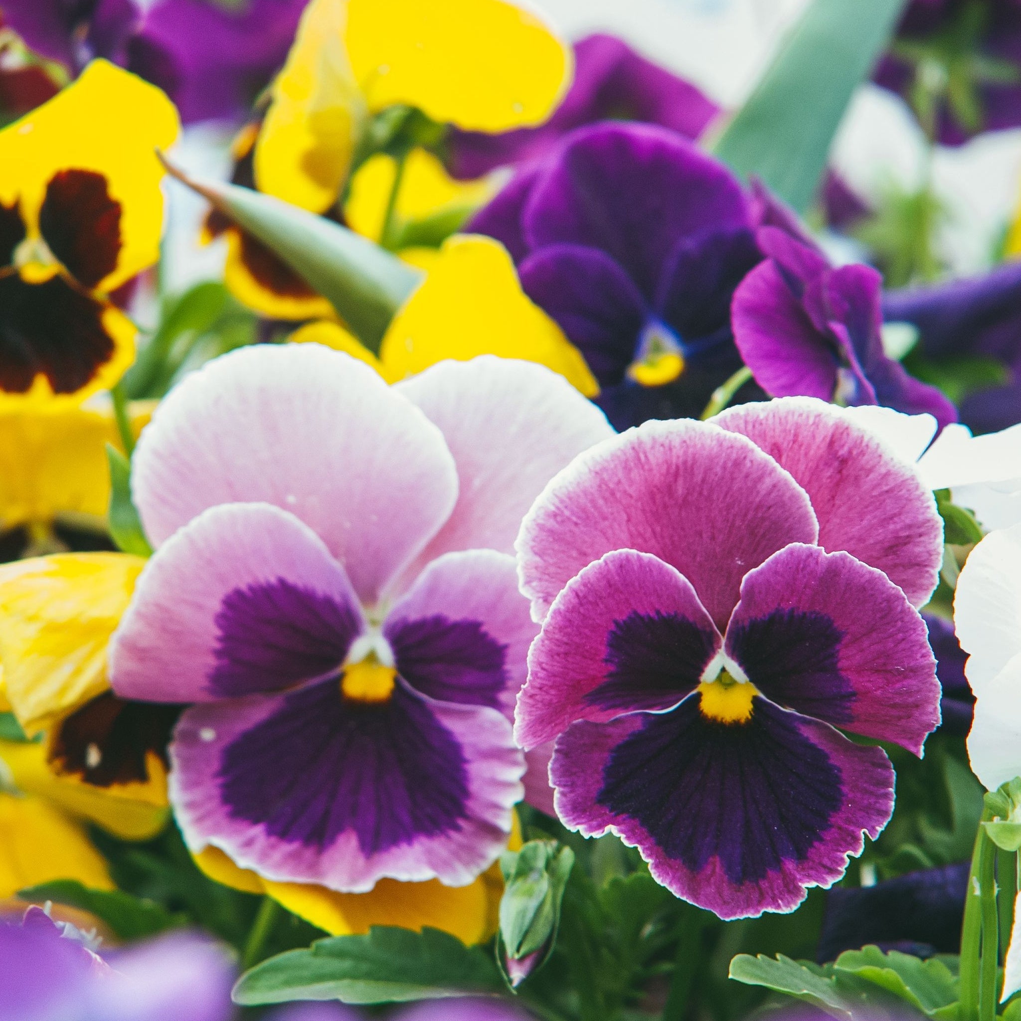 20 Pack Pansy Tray – Lincspplants