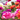 Ranunculus (10 Mixed Bulbs)