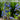 Penstemon 'Heavenly Blue' 9cm