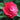 Camellia japonica 'Roja' 40-50cm