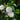 Camellia japonica 'Baby Sis' 40-50cm / 100-120cm
