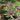 Pulmonaria 'Silver Bouquet' 9cm