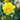 Daffodil 'Golden Ducat' (6 Bulbs)