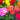 Dahlia 1.5L (Our Choice)
