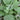Stachy Big Ear 9cm