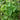 Cercidiphyllum japonicum Katsura 7.5L