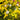 Physocarpus opulifolius 'Dart's Gold' 1L