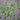 Nepeta x faassenii Blue Wonder