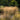 Deschampsia 'Goldtau' 2L