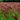 Miscanthus sinensis Boucle 9cm