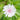 Stokesia 'Divinity' 2L
