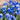 Muscari Blue Grape Hyacinths (20 Bulbs)