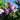 Syringa vulgaris 'Nadezhda' (Lilac) 3L