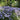 Phlox subulata 'Emerald Cushion Blue' 9cm Pot