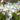 Gaura lindheimeri White 9cm / 2L