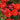 Rosy Boom Mini Potted Rose 5L