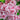 Syringa Meyeri Pink Perfume 3L