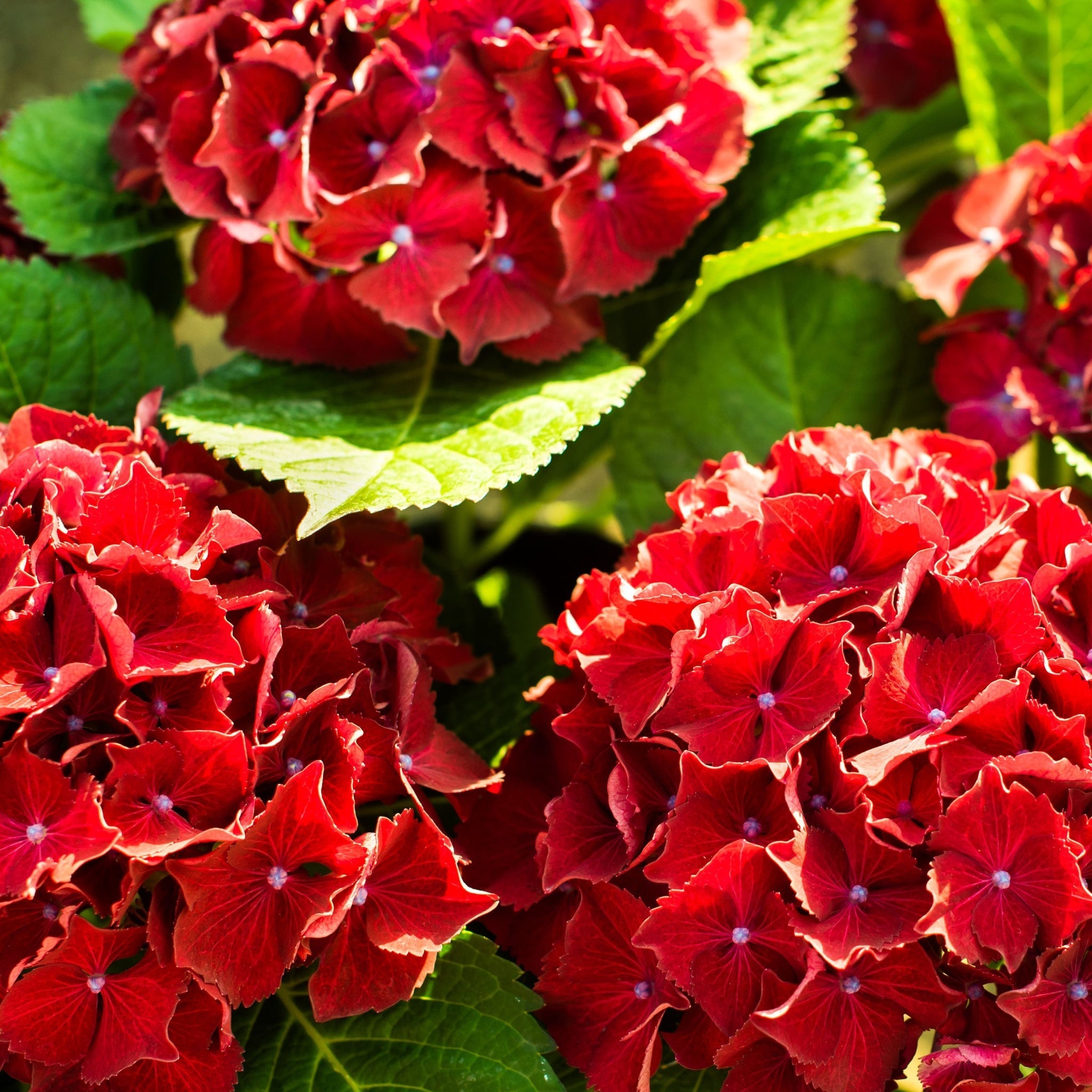 Hydrangea Drawf Dwarf Hydrangea | Hydrangea macrophylla 'Little Red' 2L – Lincspplants