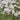 Armeria pseudarmeria White 9cm / 3L