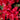 Rhododendron 'Scarlet Wonder' | Dwarf Rhododendron 1L / 2L