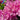 Rhododendron Roseum Elegans 2-5L