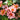 Rose For Your Eyes Only | Floribunda | 4L Potted Rose (PRE ORDER DECEMBER '25)