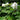 Hydrangea Quercifolia Snow Queen 2L