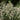 Olearia x Haastii (Daisy Bush) 9cm
