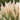 Cortaderia Pampas Grass 'Pumila' 1L/2L/4L