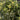 Pittosporum tenuifolium 'Gold Star' 9cm / 5L Ball
