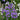 Campanula persicifolia 'Caerulea' - Blue 9cm / 2L