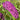 Buddleja davidii 'Royal Red' 1L / 2L
