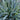 Carex 'Bunny Blue' 2L