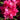 Rhododendron 'Marie Fortie' 5L